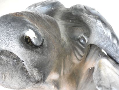 BUFFLE CAFER (Syncerus caff er) (CH) en cape....