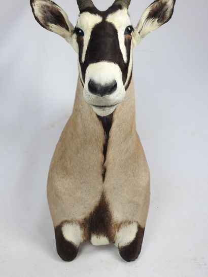 ORYX en cape. H : 140cm - Long : 45cm. Vendu...