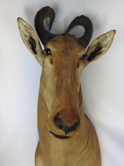 ANTILOPE BUBALE en cape. H : 105cm - Long...