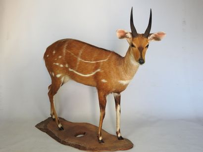GUIB HARNACHE (Tragelaphus scriptus) (CH)....