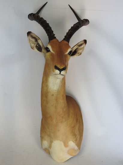 IMPALA (Aepyceros melampus) (CH) en cape....