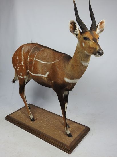 GUIB HARNACHE (tragelaphus sciptus) en entier...