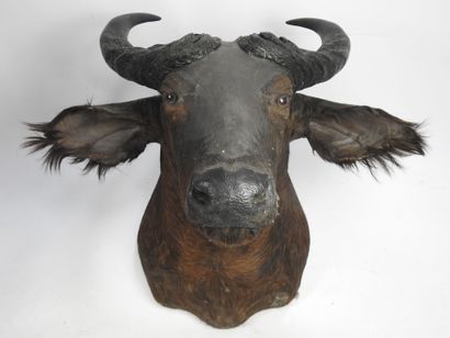 BUFFLE DU CAPE cape buffalo (Syncerus Caffer...
