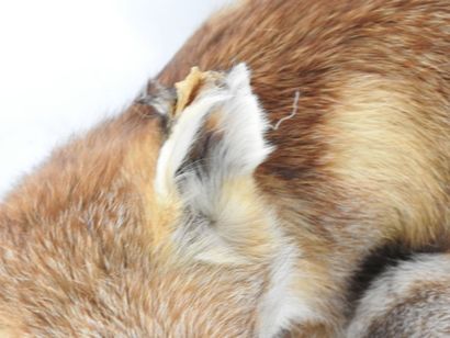 RENARD naturalisé en entier. Haut : 60cm....