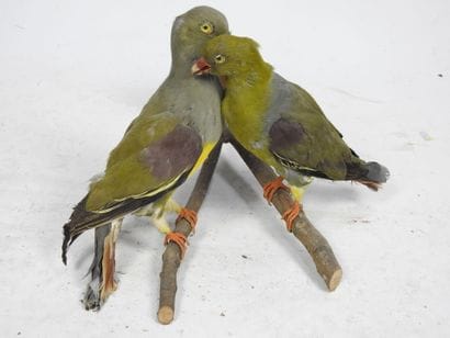 Deux pigeons à épaulette violette. 2 spécimens...