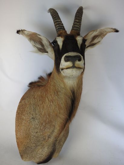 HIPPOTRAGUE ROUAN en cape. H : 110cm - Long...