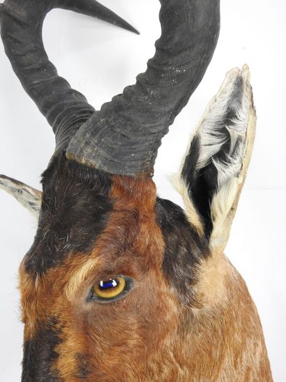 BUBALE ROUX ou BUBALE du cape (Alcelaphus...