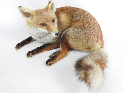 RENARD naturalisé en entier. Haut : 60cm....