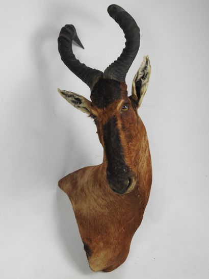 BUBALE ROUX ou BUBALE du cape (Alcelaphus...