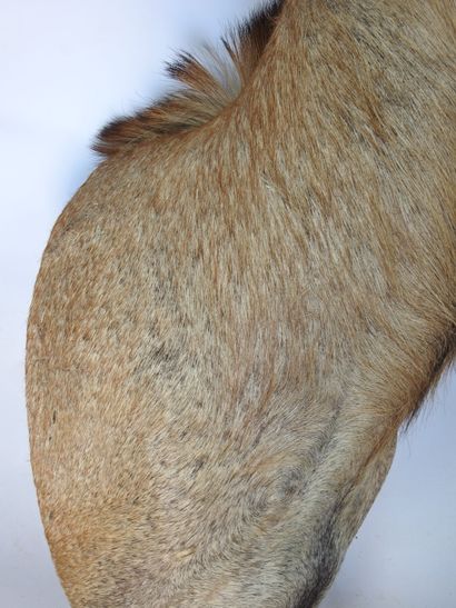 HIPPOTRAGUE ROUAN en cape. H : 110cm - Long...