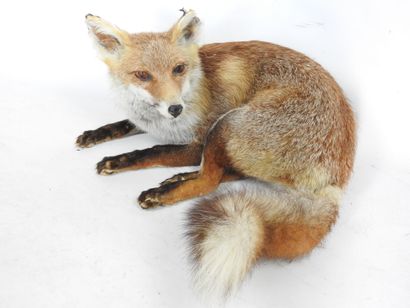 RENARD naturalisé en entier. Haut : 60cm....