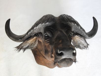 BUFFLE CAFER (Syncerus caff er) (CH) en cape....