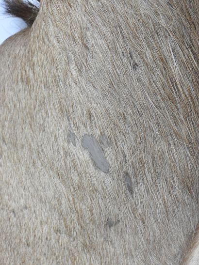 HIPPOTRAGUE en cape. Haut : 122cm - Long...