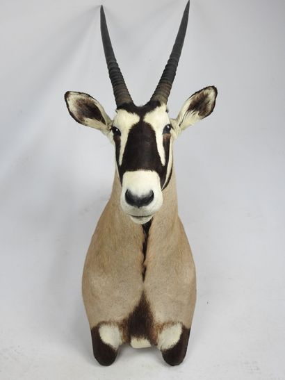 ORYX en cape. H : 140cm - Long : 45cm. Vendu...