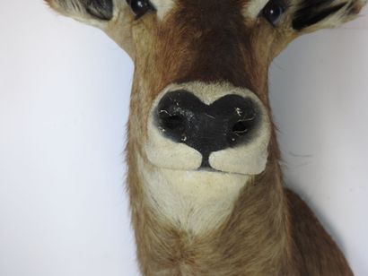 COBE (Waterbuck?) en cape. H : 135cm - Long...