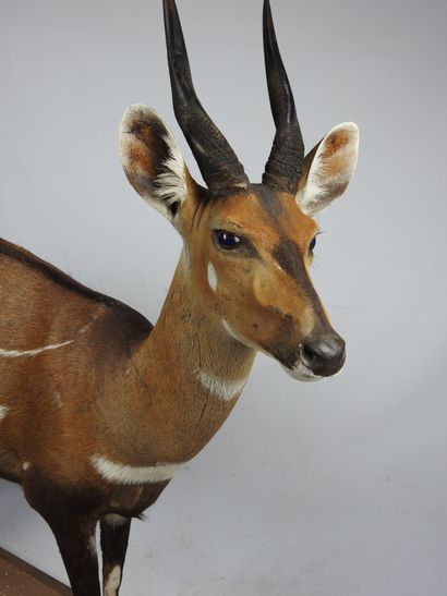 GUIB HARNACHE (tragelaphus sciptus) en entier...