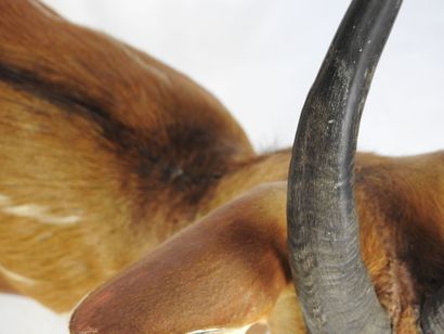 GUIB HARNACHE (Tragelaphus scriptus) (CH)....