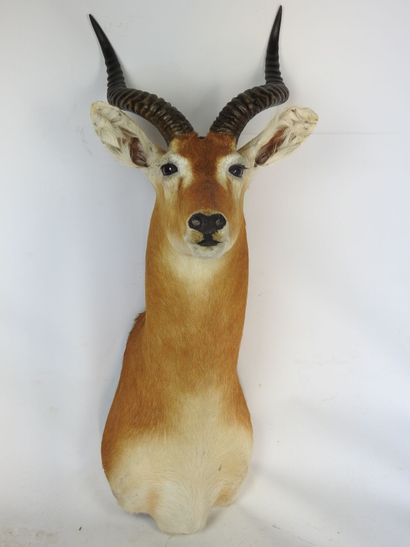 COBE DE BUFFON en cape. H : 95cm - Long :...