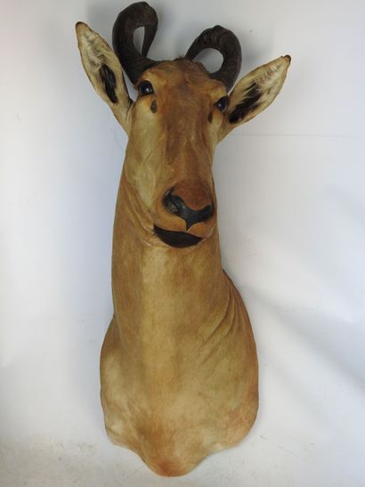 ANTILOPE BUBALE en cape. H : 105cm - Long...