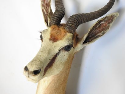 GAZELLE SPRINGBOK (Antidorcas marsupialis)...