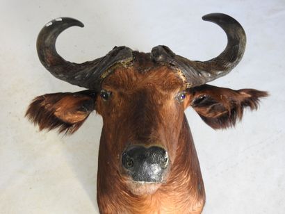 BUFFLE CAFER en cape. H : 80cm - Long : 70cm....