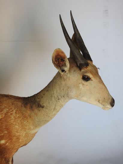GUIB HARNACHE (Tragelaphus scriptus) (CH)....