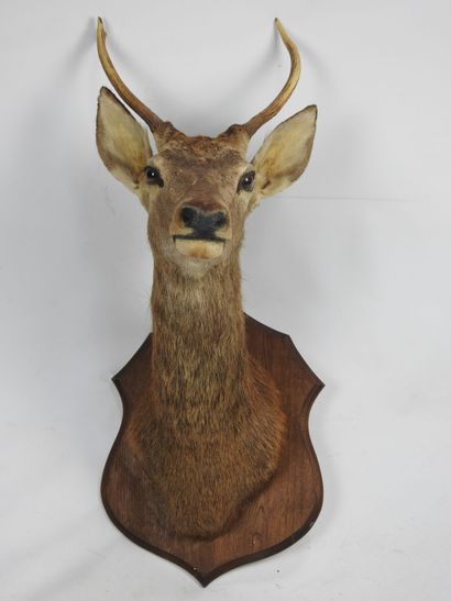 CERF (daguet) en cape sur écusson. Haut :...