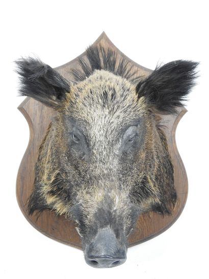 SANGLIER en cape sur écusson bois. Haut :...