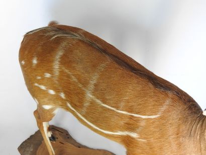 GUIB HARNACHE (Tragelaphus scriptus) (CH)....