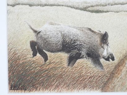 Francis HULOT - XXe siècle : Sanglier. Aquarelle...