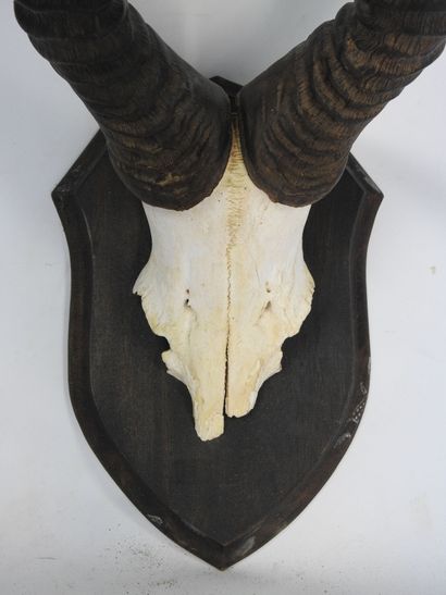 MASSACRE de BUBALE MAJOR (Alcelaphus major)...