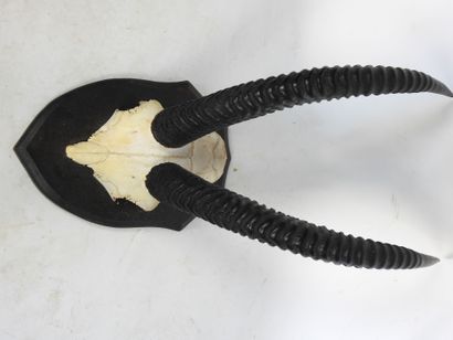 MASSACRE D'ANTILOPE CHEVAL (Hippotrague)...