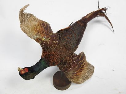 FAISAN sur socle en bois. Long : 70cm. Usures....