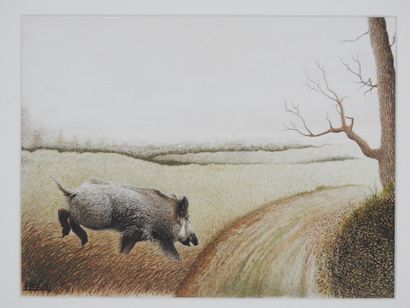 Francis HULOT - XXe siècle : Sanglier. Aquarelle...