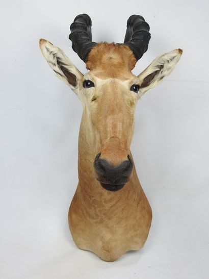 BUBALE en cape. Haut : 90cm - Long : 46cm....