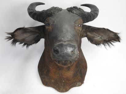 BUFFLE DU CAPE cape buffalo (Syncerus Caffer...