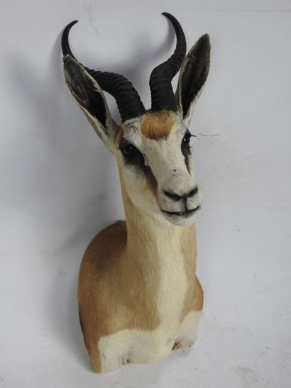 SPRINGBOK en cape. H : 60cm - Long : 42cm....