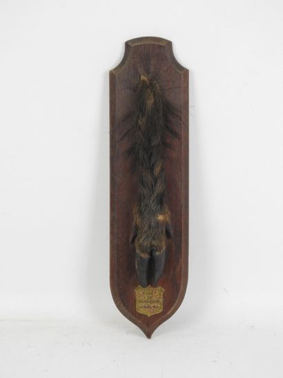 Pied d'honneur de sanglier, forêt de Marchenoir,...