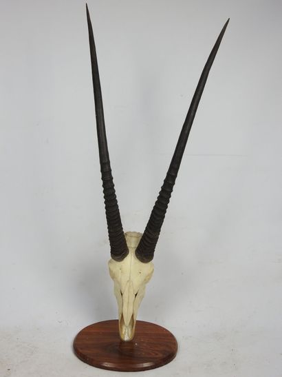 MASSACRE D'ORYX Gemsbock (Orys Gazella)....