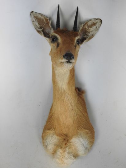 DIK DIK de Kirk (Rhynchotragus Kirki) (CH)...