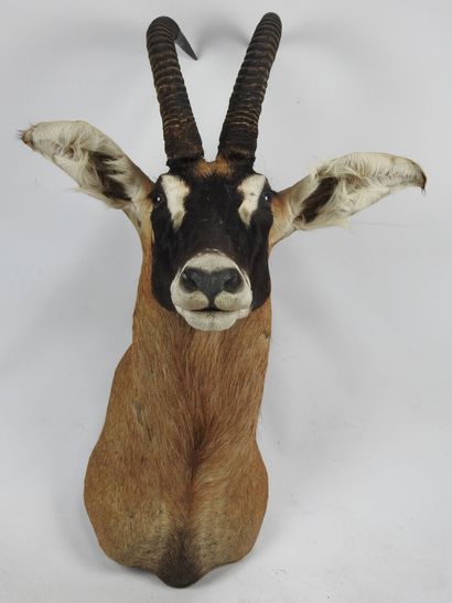 HIPPOTRAGUE en cape. Haut : 122cm - Long...