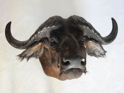 BUFFLE CAFER (Syncerus caff er) (CH) en cape....