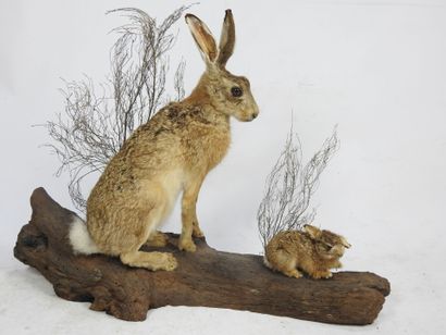 LIEVRE et levreau en entier sur une branche....