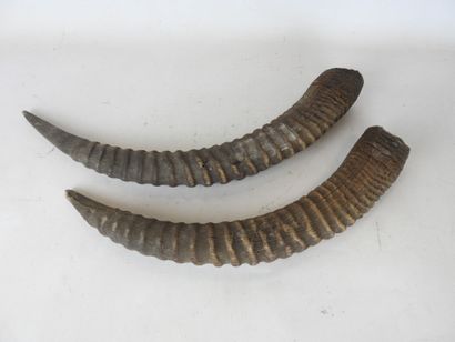 Paire de cornes. L : 67cm