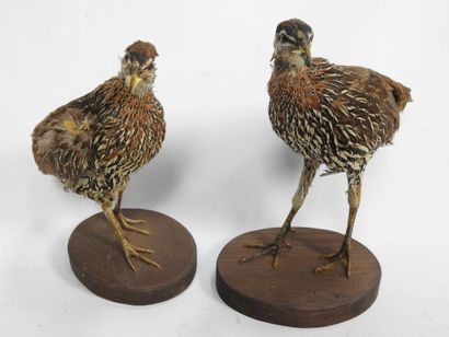 DEUX FRANCOLINS (francolinus bicalcaratus)...