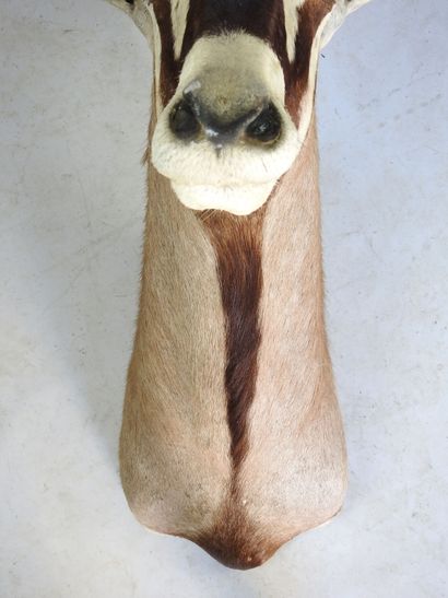 ORYX en cape. H : 130cm - Long : 40cm. Vendu...