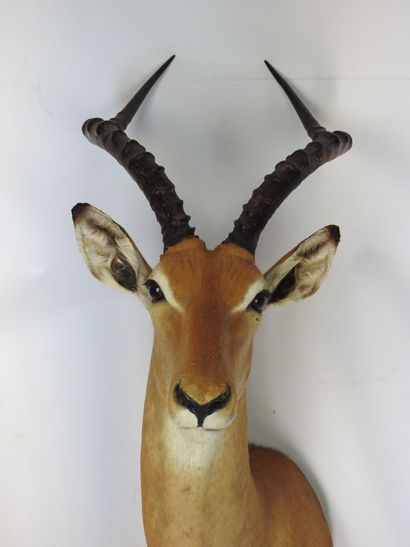 IMPALA (Aepyceros melampus) (CH) en cape....