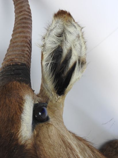 COBE (Waterbuck?) en cape. H : 135cm - Long...