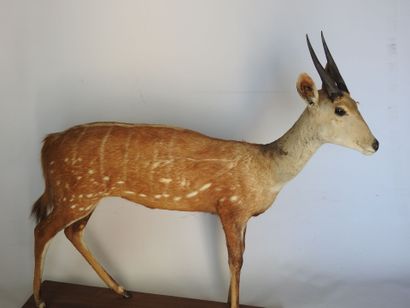 GUIB HARNACHE (Tragelaphus scriptus) (CH)....