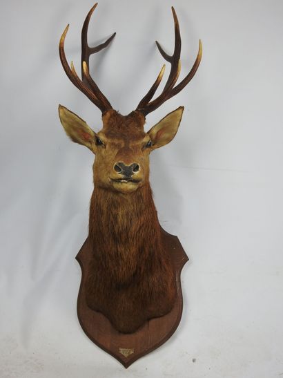 CERF en cape sur écusson marqué Cercoeur...